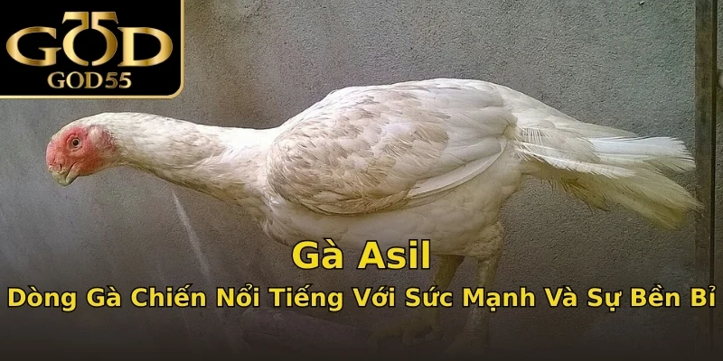 Gà Asil – Dòng Gà Chiến Nổi Tiếng Với Sức Mạnh Và Sự Bền Bỉ