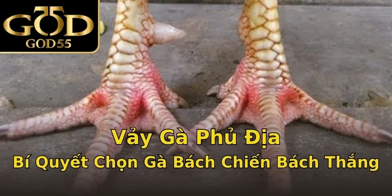 Vảy Gà Phủ Địa – Bí Quyết Chọn Gà Bách Chiến Bách Thắng